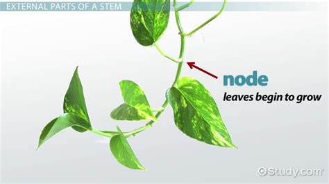 Plant Stem | Parts, Nodes & Structure - Lesson | Study.com