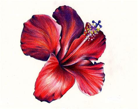 Shaded Flower Drawing | Free download on ClipArtMag