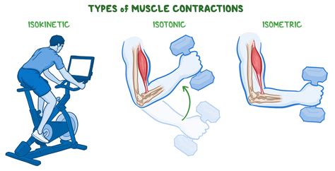 Sexercises Isometric And Isotonic