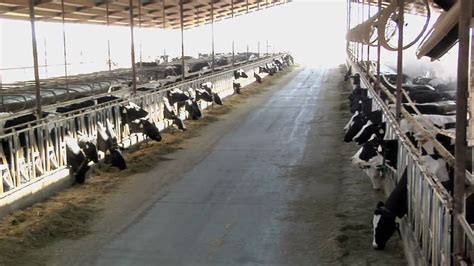 Dairy Milk Production - windowsgoodsite