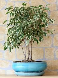 Ficus benjamina variegated - Garden Variety