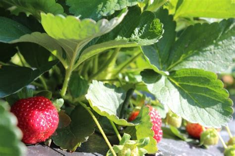 Sweet Strawberry Season So Far in Florida - Specialty Crop Grower