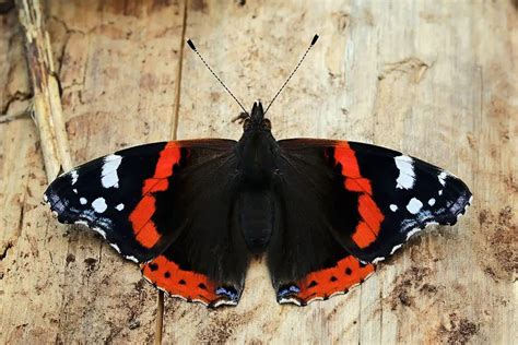 Red Admiral Butterfly - Education site