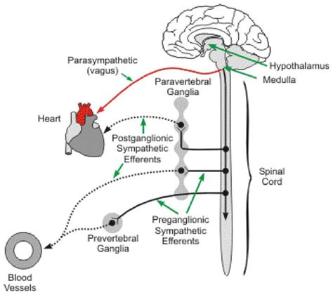 The autonomic nervous system. Diagram of preganglionic and ...