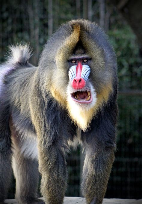 Mandrill Teeth