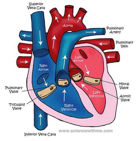 Science With Me - Learn about the Heart