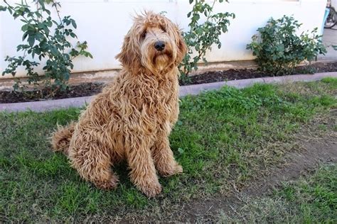 11 Labradoodle Colors, Types & Patterns (With Pictures) | Hepper