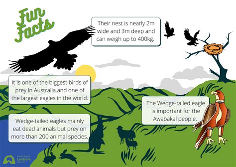 Wedge-tailed eagle - Hunter Region Landcare Network