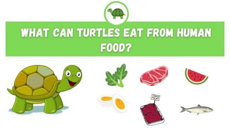 What Can Turtles Eat from Human Food? - TurtleHolic