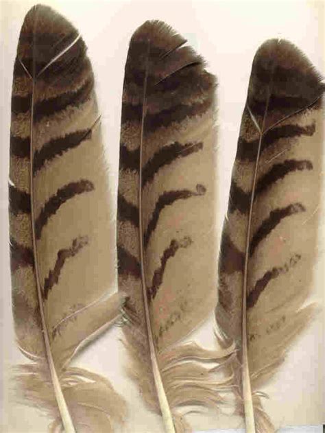 Hawk and Owl Education Page, Hand Painted hawk feathers