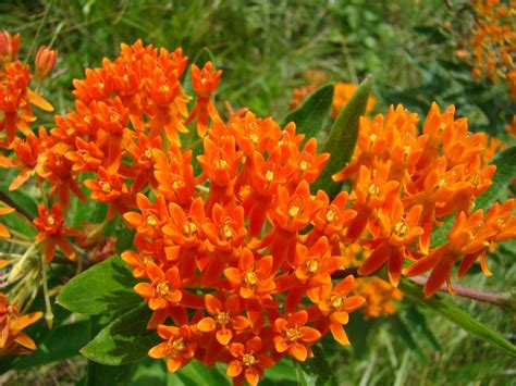 Rurification: Asclepias Tuberosa