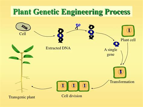 PPT - The Plant World and Genetic Engineering PowerPoint Presentation ...