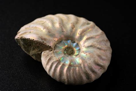 What Are Ammonite Fossils? A Brief Overview of The Intriguing World of ...