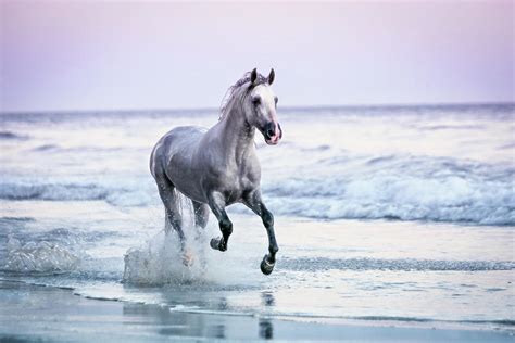 Horse Running On Beach Photograph by Lisa Van Dyke - Pixels