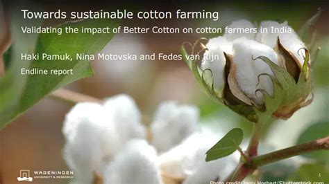 New study on Better Cotton’s impact in India shows improved ...