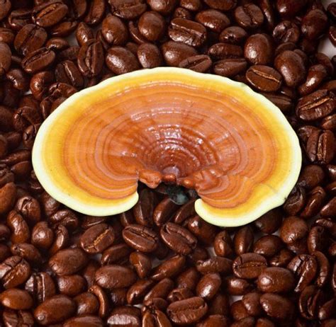 Ganoderma (red Reishi mushroom) + Coffee = OG gourmaet healthy coffees ...