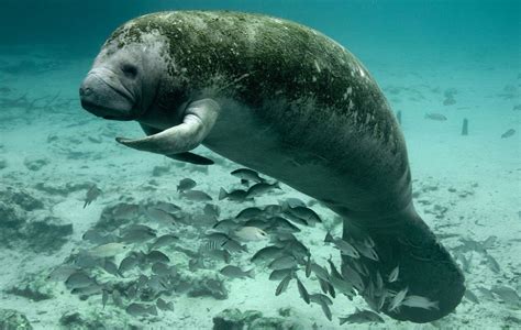 West Indian Manatee - The Animal Facts - Appearance, Diet, Habitat