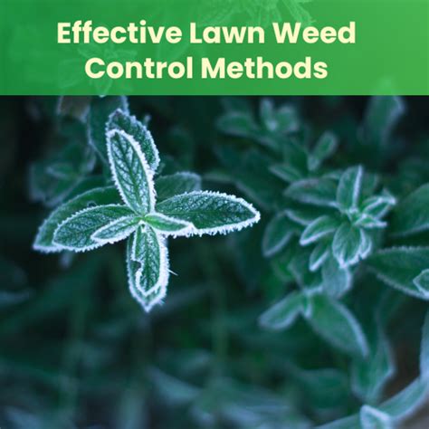 Effective Lawn Weed Control Methods - Landzie