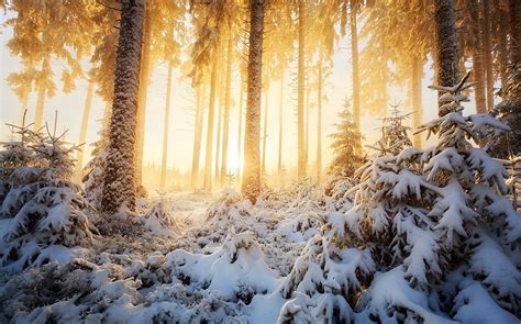 nature, Landscape, Winter, Sunrise, Forest, Mist, Sunlight, Snow, Trees ...