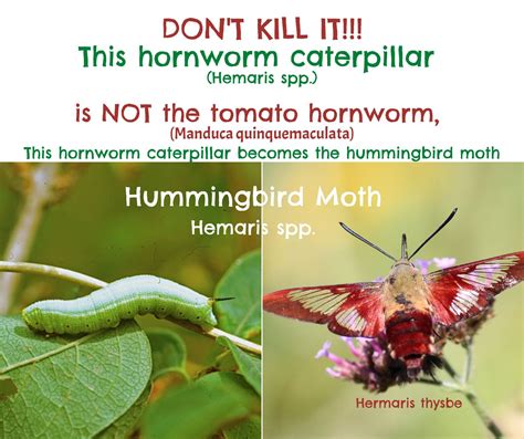 Hummingbird moth caterpillar hemaris diffinis facts and myths – Artofit