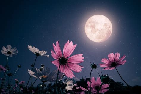 The Pink Moon will shine brightly in the skies tonight • Earth.com