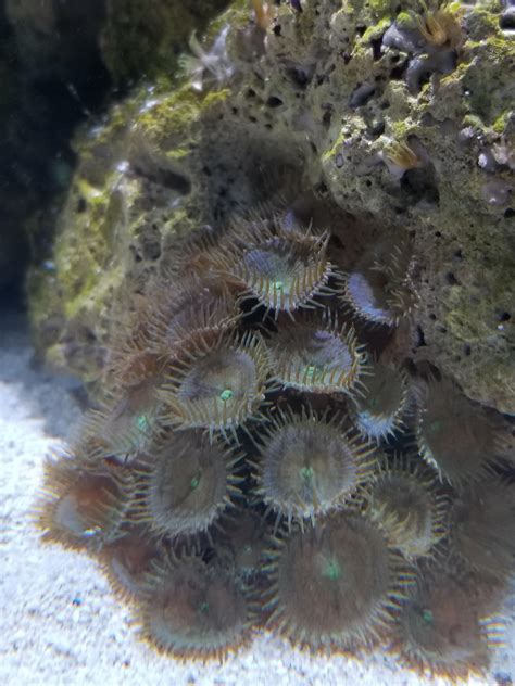 'Common' Palythoa ID please | Marine Aquarium Society of Colorado