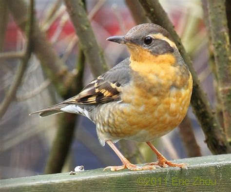 Varied Thrush, Female | Flickr - Photo Sharing!