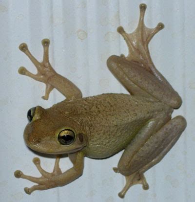 Cuban Treefrog