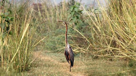 Okhla Bird Sanctuary - History, Location, Details, Ticket Price ...