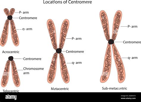 classification of chromosomes centromere, chromosome classifications ...