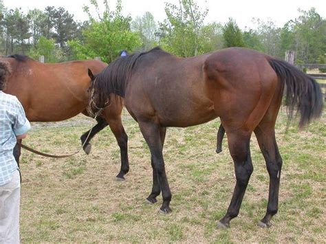 Breeding Horses (2004) - a photo on Flickriver