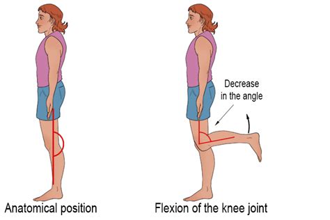 4 Essential Shoulder Flexion Facts You Must Know