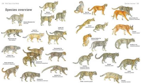 Discover the Secrets of the World's 38 Species of Wild Cats