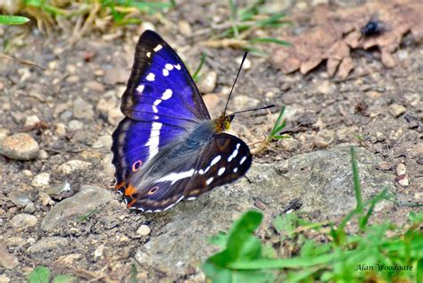 Purple Emperor - Buckinghamshire | Finemere Wood | Alan Woodgate | Flickr