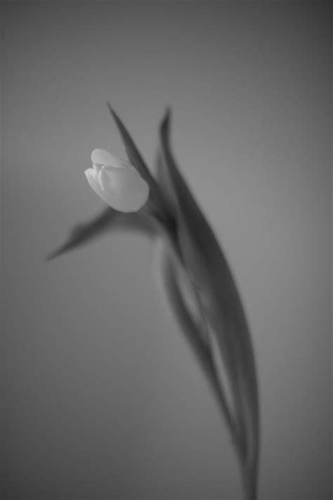 Black and White Picture of Tulip · Free Stock Photo