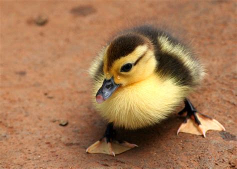 Latest Funny Pictures: Cute Ducklings Wallpapers For Desktop