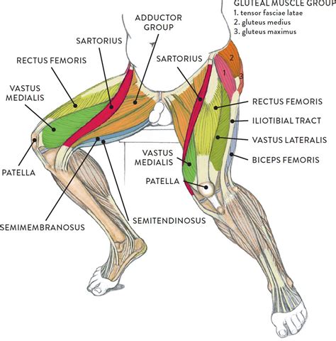 Upper Thigh Muscles Diagram