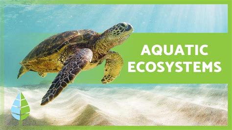 AQUATIC ECOSYSTEMS 🏝️🐠 (Characteristics, TYPES and Examples)