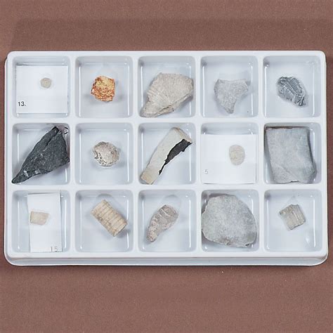 Paleozoic Fossil Collection | Carolina Biological Supply