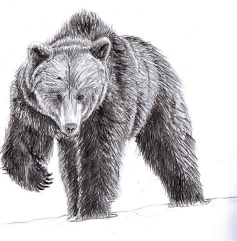 American Black Bear by gollz365 on DeviantArt