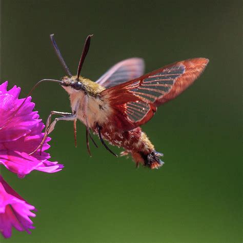 Hummingbird Moth 1 Photograph by Geoffrey Archer - Fine Art America