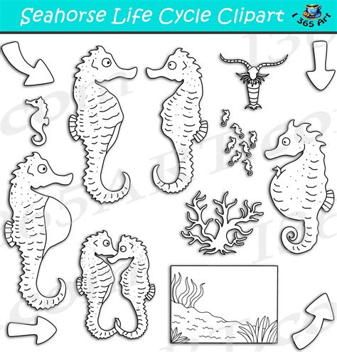 Seahorse Life Cycle Clipart Set Download - Clipart 4 School