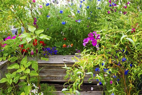 wildflowers Meadow Garden, Wildflower Garden, Wildflower Seeds ...