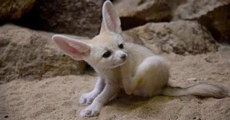 What’s a Baby Fennec Fox Called + 5 More Amazing Facts & Pictures! - A ...