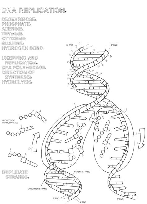 10++ Dna Coloring Worksheet – Worksheets Decoomo