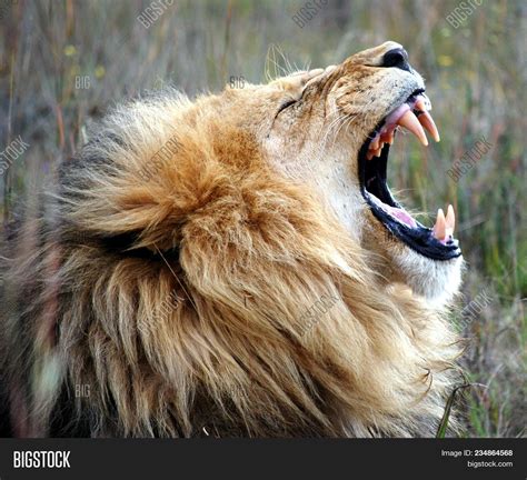 Adult Male Lion Image & Photo (Free Trial) | Bigstock