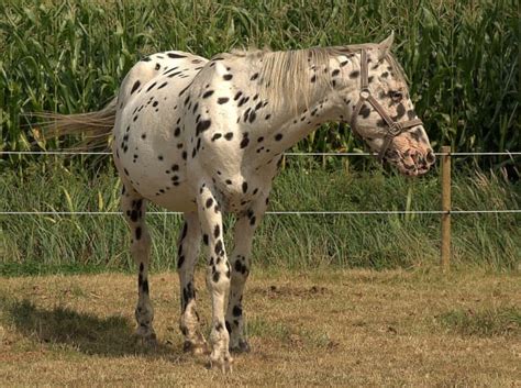 9 Beautiful, Rare and Unusual Horse Breeds - PetHelpful