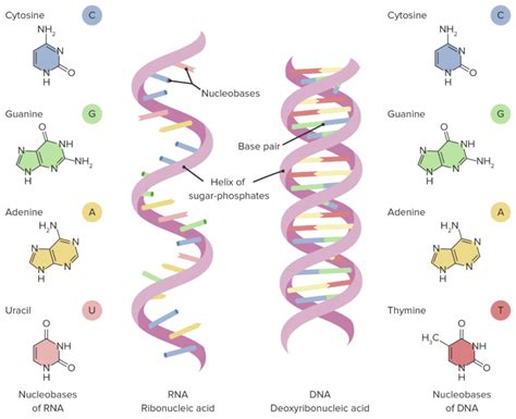 RNA Types and Structure | Concise Medical Knowledge