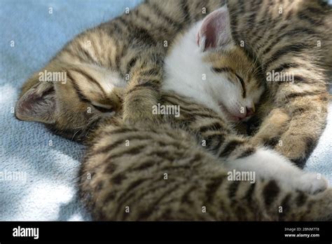 two young sleeping cats Stock Photo - Alamy