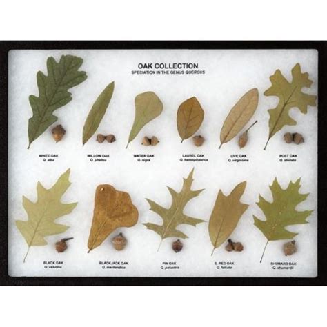 Oak Collection Display | Tree leaf identification, Oak leaf ...